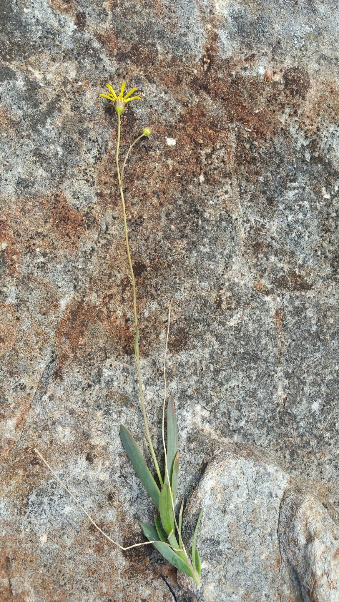 Senecio leandrii habit