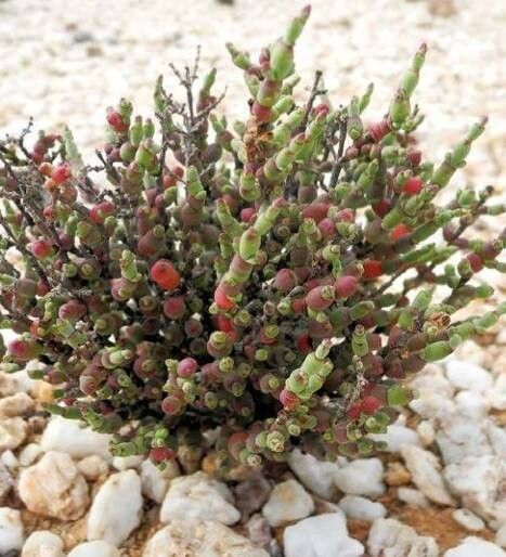 Mesembryanthemum corallinum habit