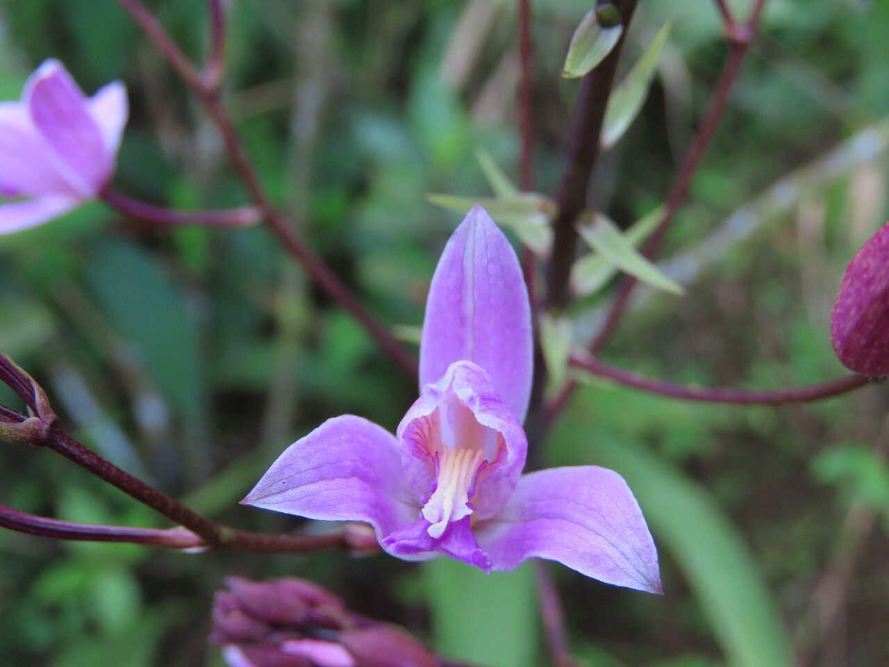 Bletia purpurea flower