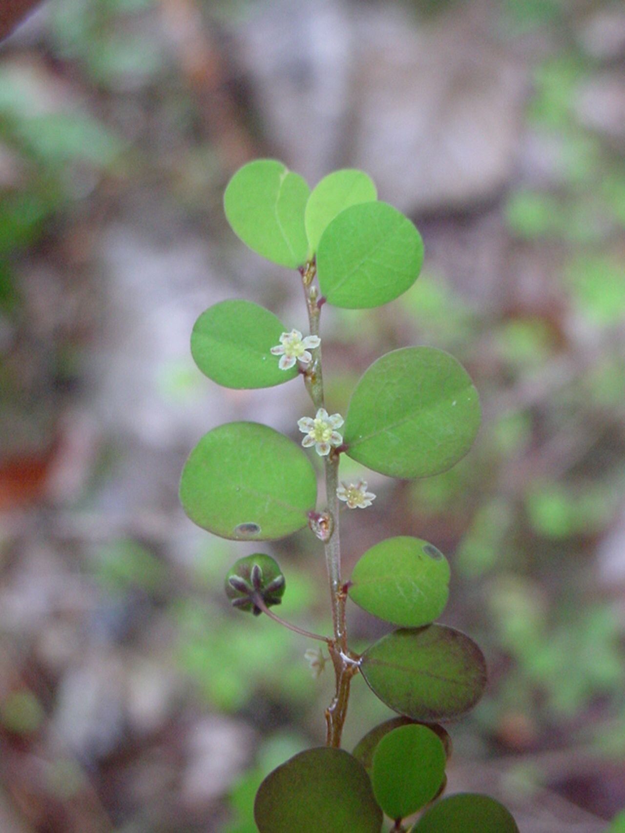 Phyllanthus virgatus other