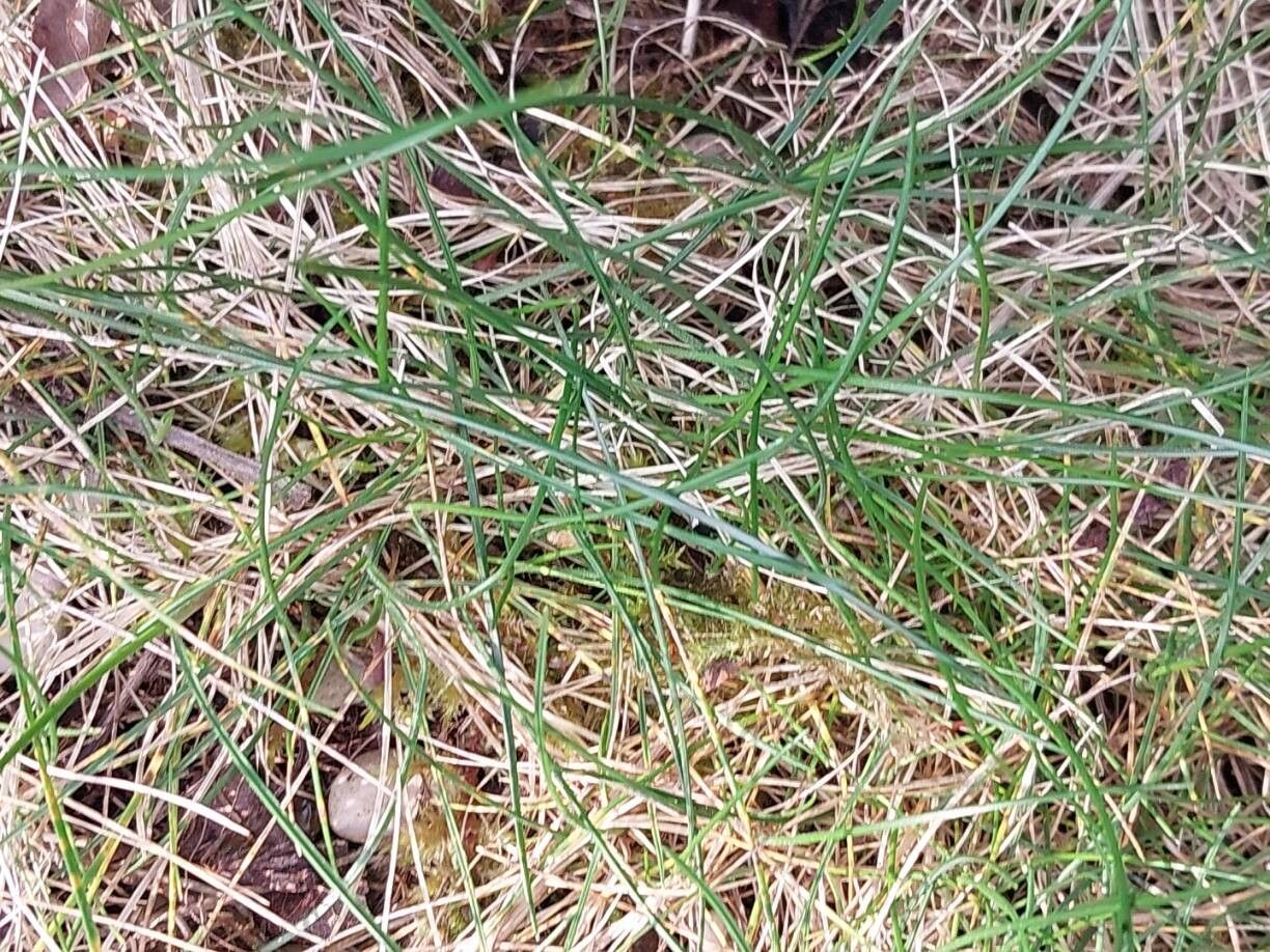 Festuca yvesii — houseplant care guide