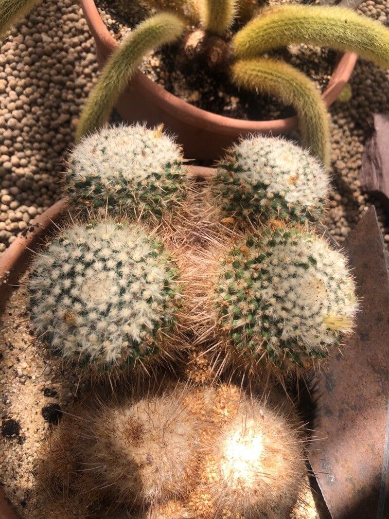 Mammillaria parkinsonii — search result for 'Mammillaria'