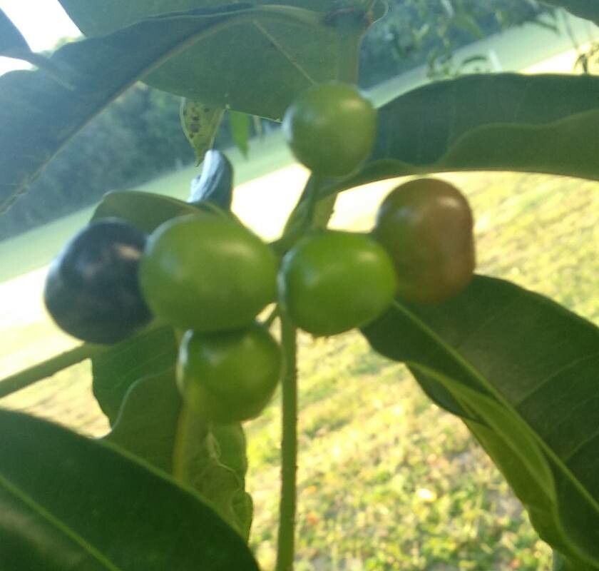 Vepris simplicifolia fruit