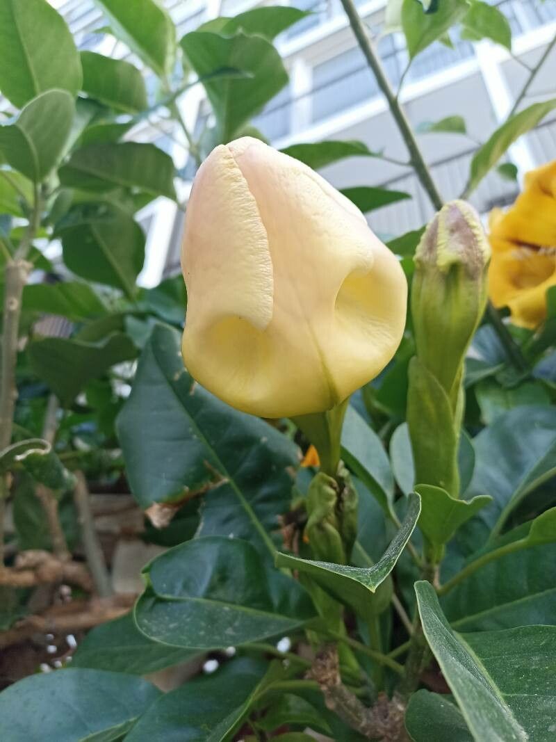 Solandra maxima fruit