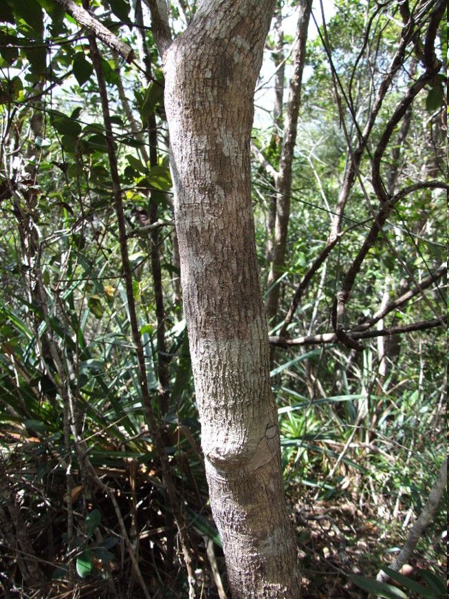 Thiollierea rigaultii bark