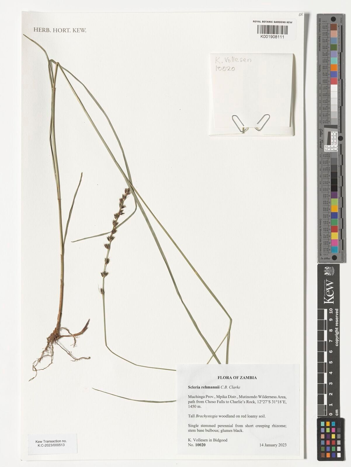 Scleria rehmannii — houseplant care guide