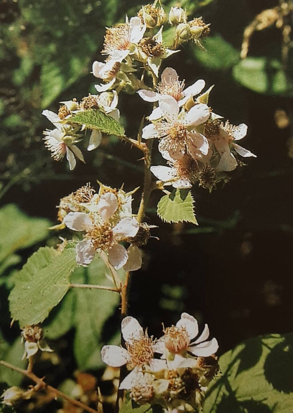 Rubus glandithyrsos flower