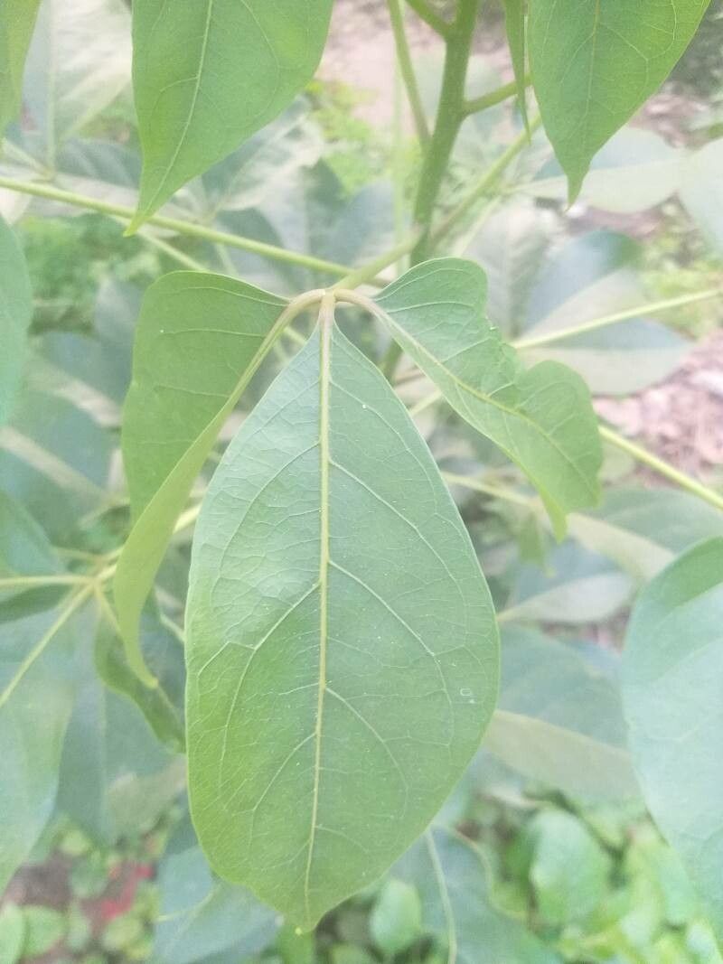 Crateva adansonii leaf