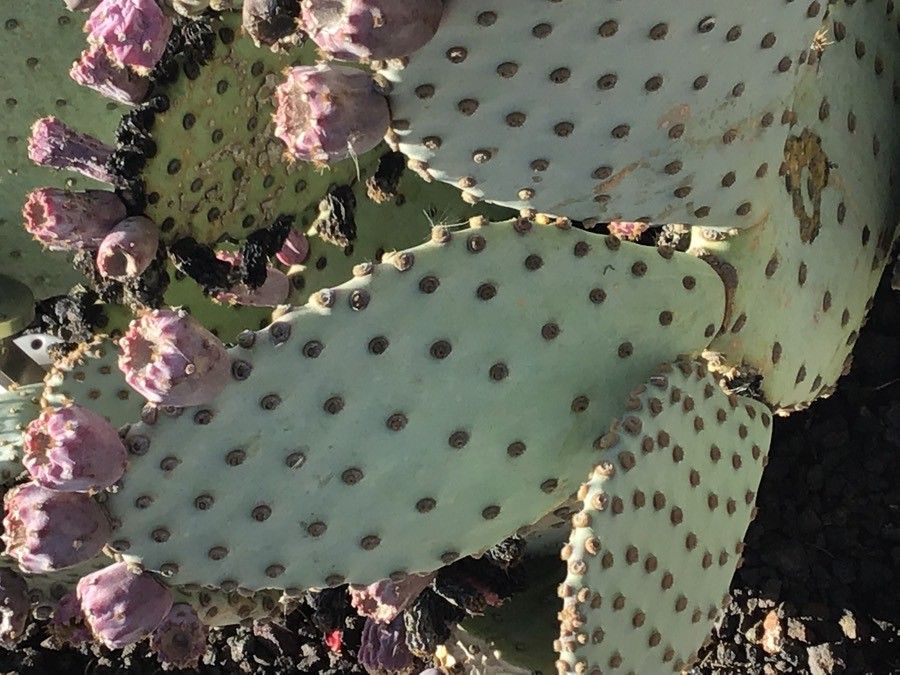 Opuntia basilaris leaf