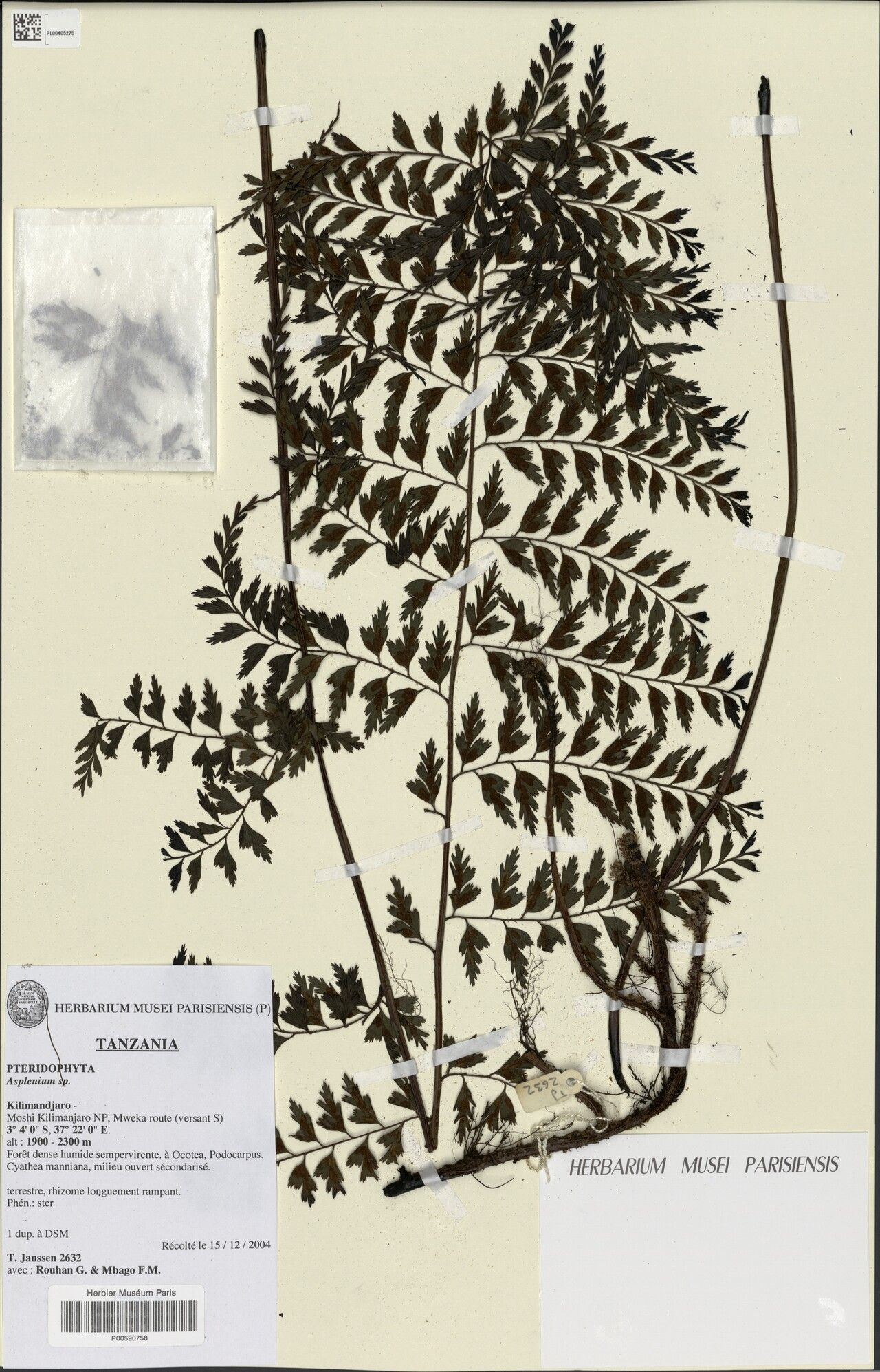 Asplenium volkensii — houseplant care guide