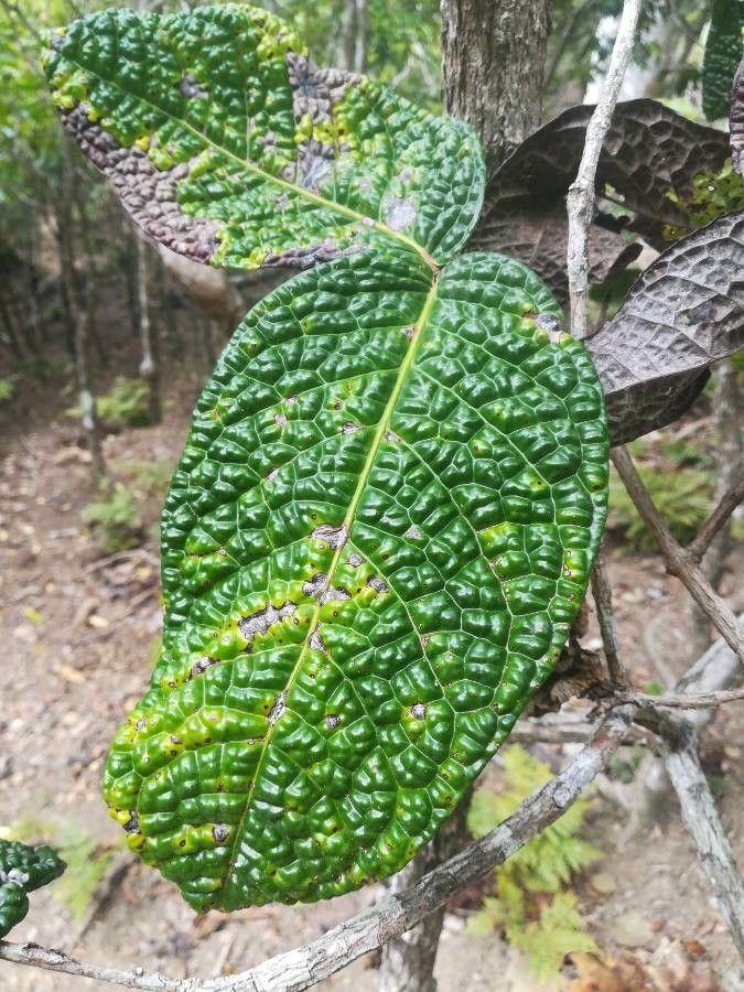 Eugenia bullata leaf