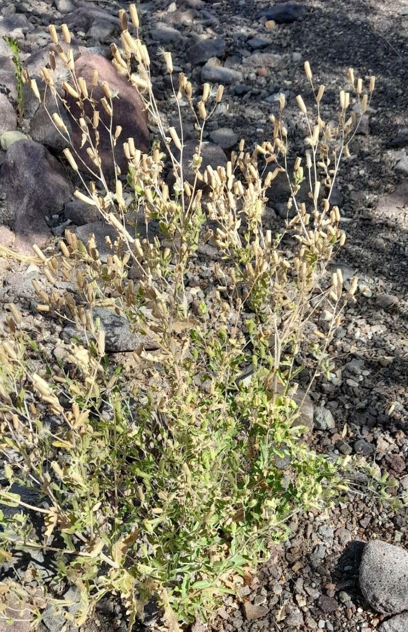 Mentzelia albescens habit