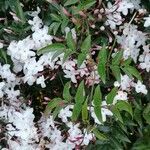 Jasminum officinale