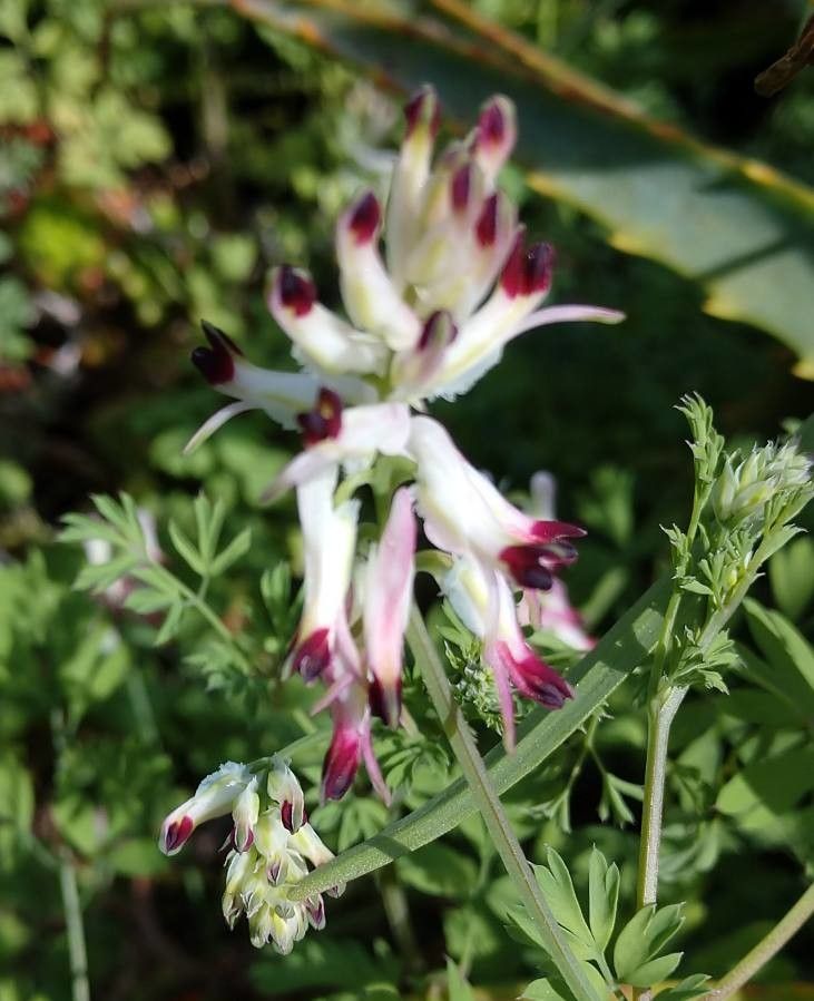 Fumaria occidentalis — search result for 'Fumaria'