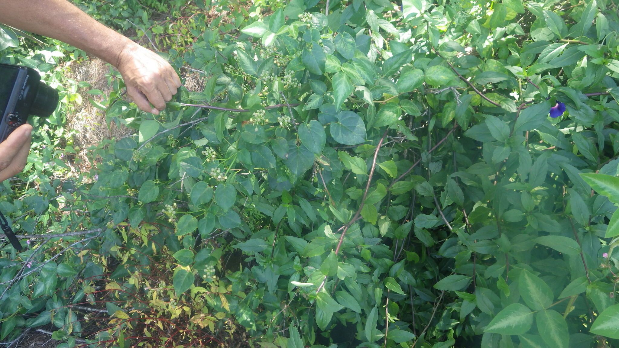 Cynanchum eurychitoides habit