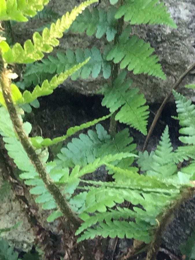 Hemionitis acrostica