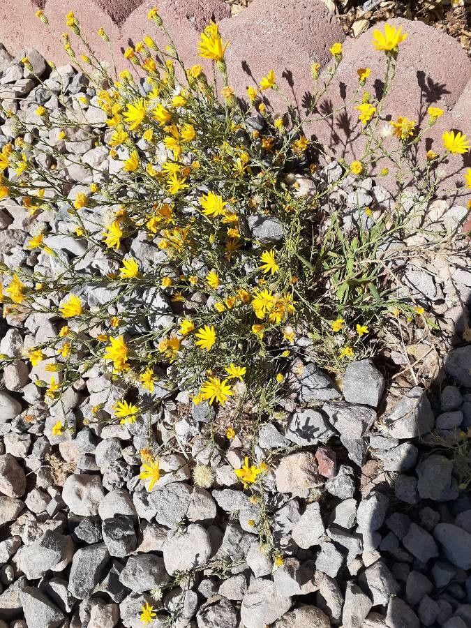 Thymophylla setifolia — related species from the same genus