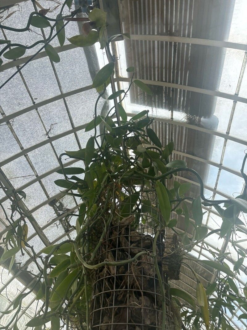 Maxillaria splendens — houseplant care guide