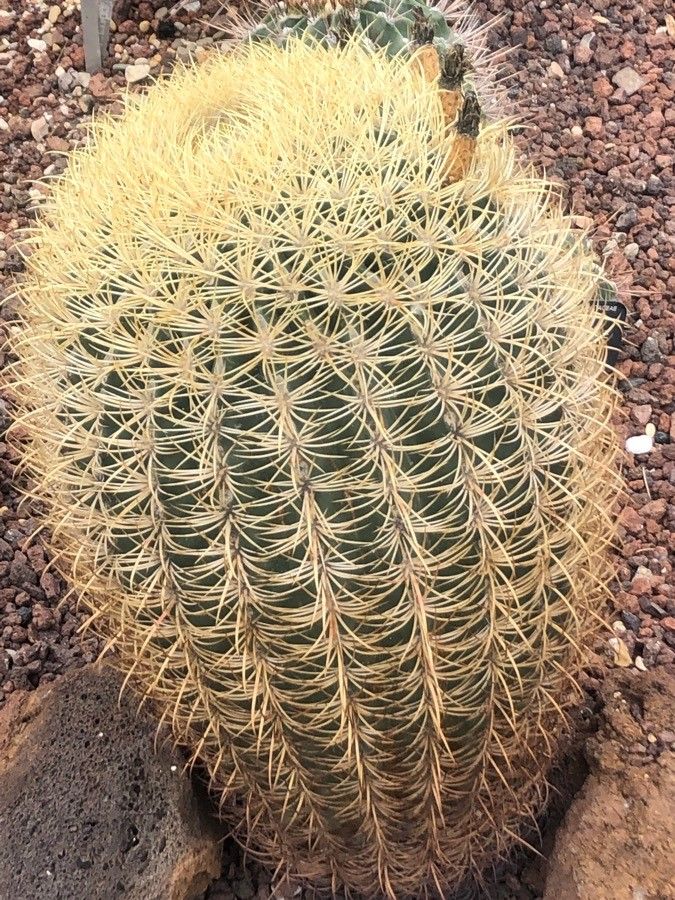 Ferocactus cylindraceus leaf