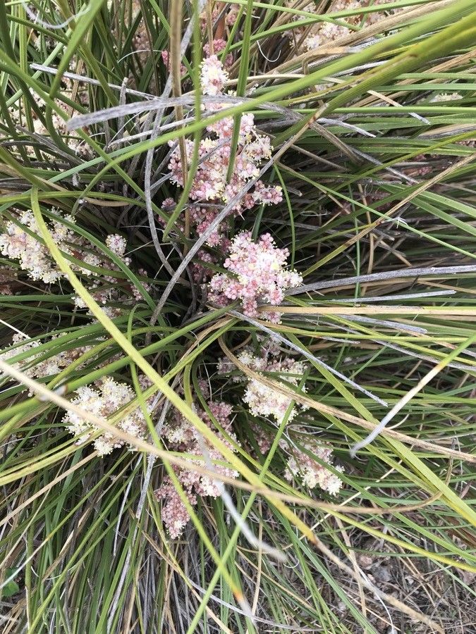 Nolina texana flower
