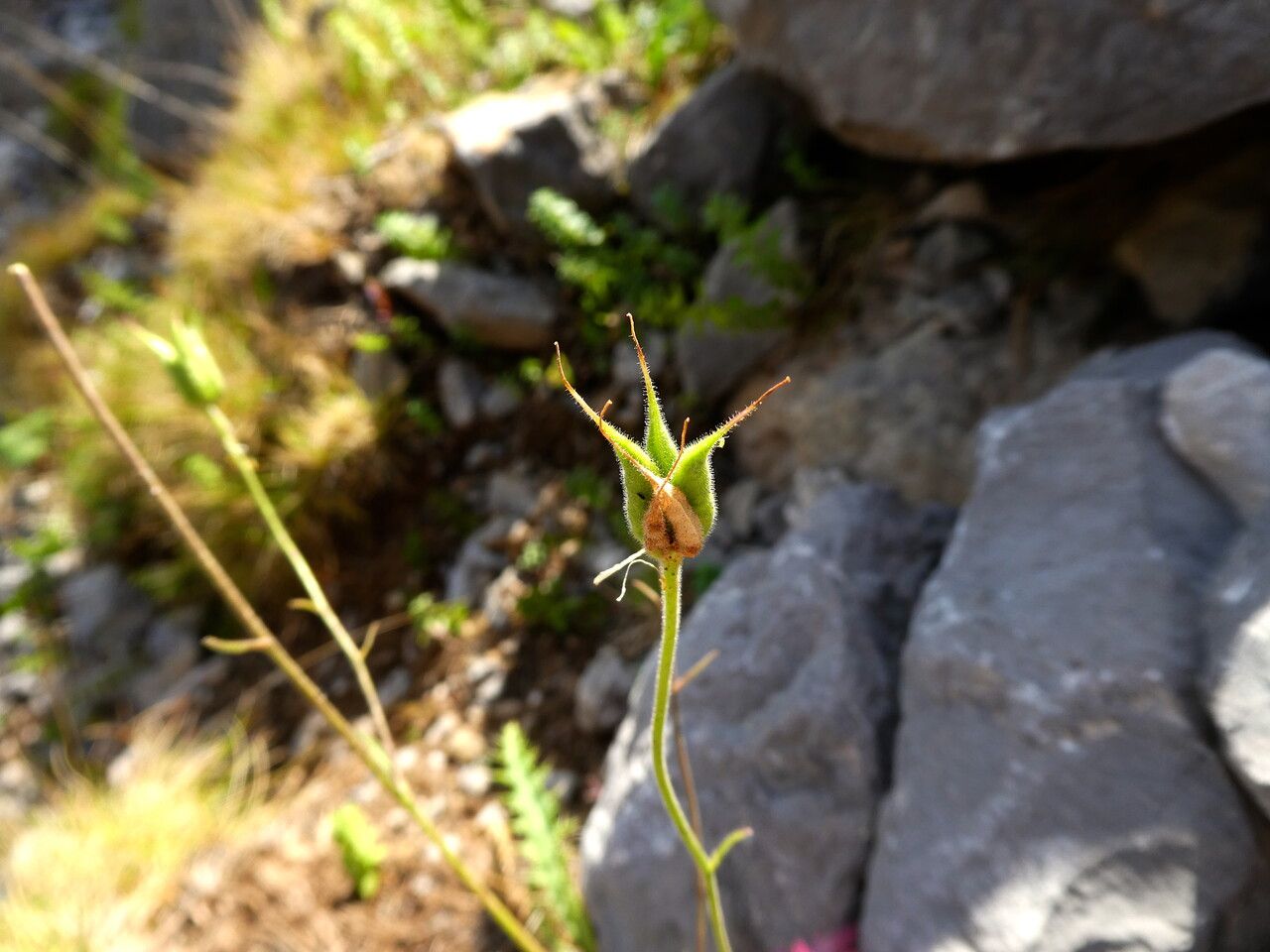 Aquilegia viscosa fruit