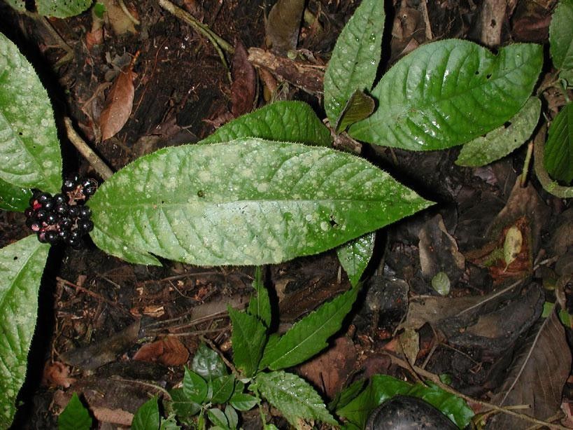 Ardisia pellucida leaf