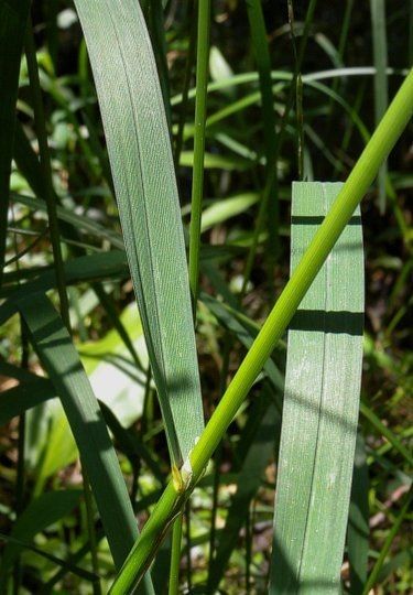 Glyceria septentrionalis — houseplant care guide