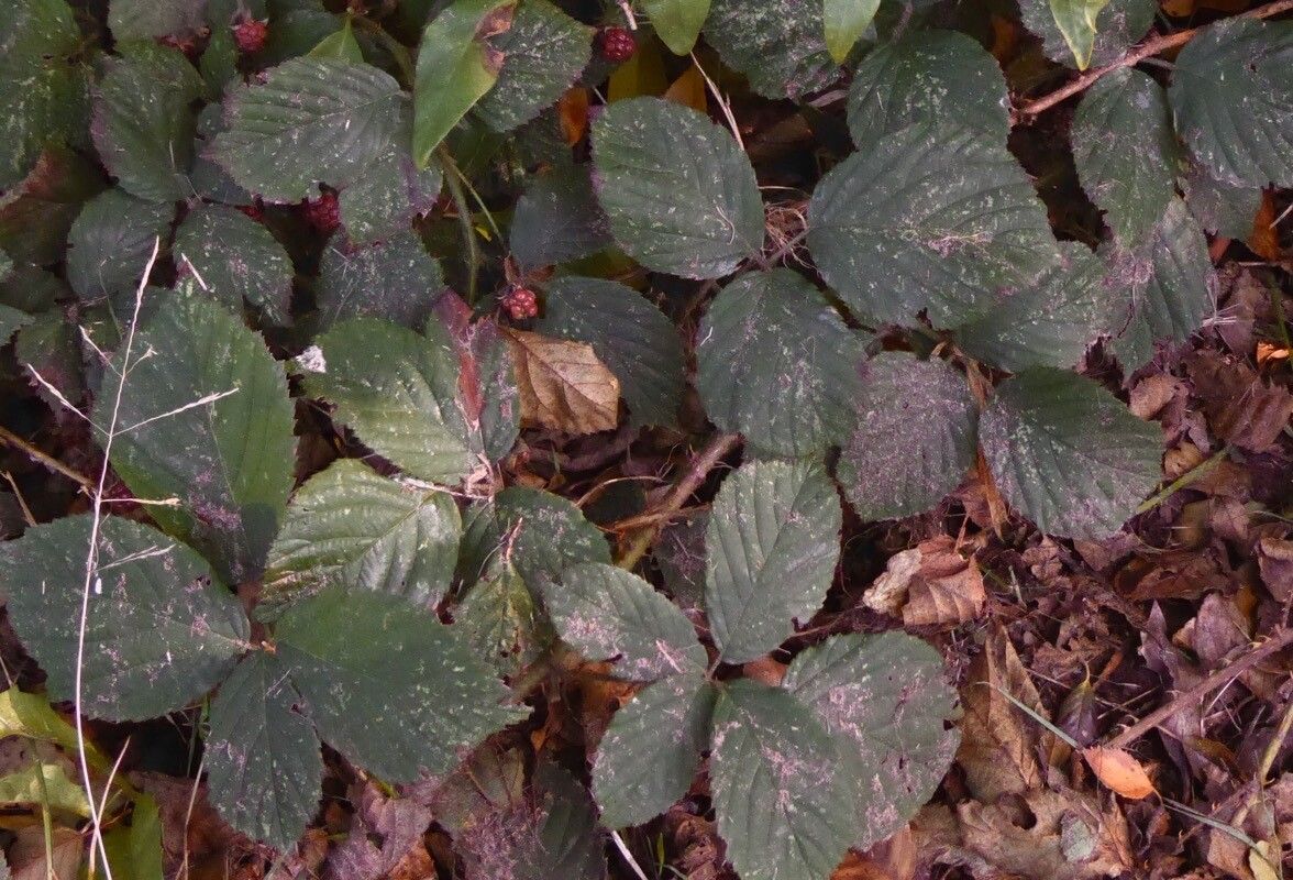 Rubus questieri — houseplant care guide