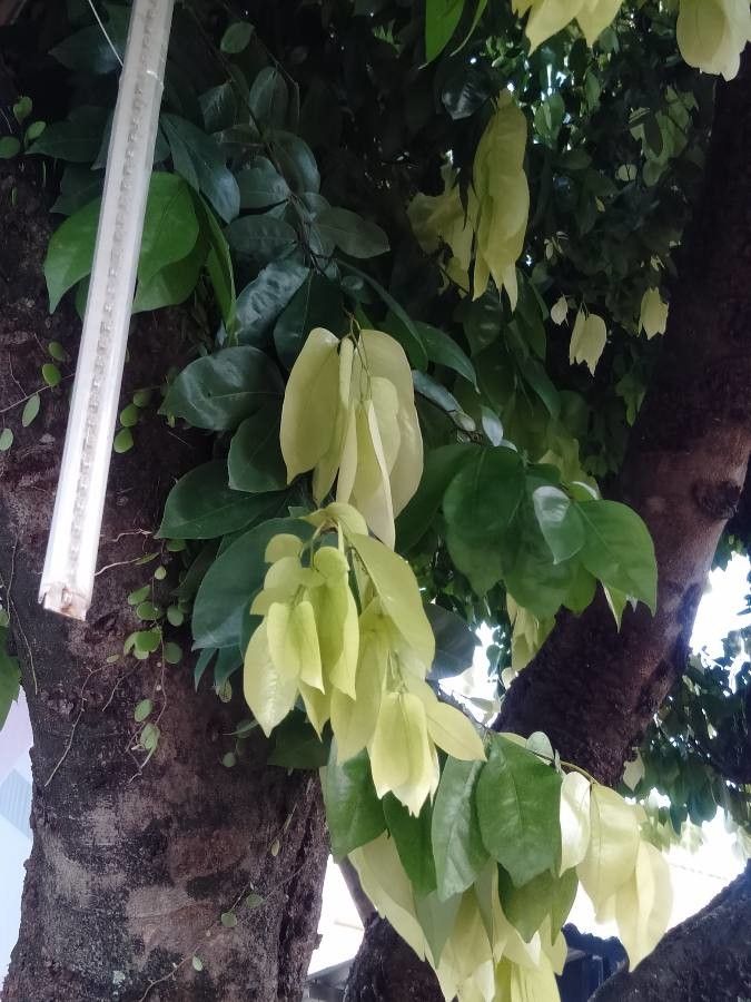 Cynometra ramiflora — houseplant care guide