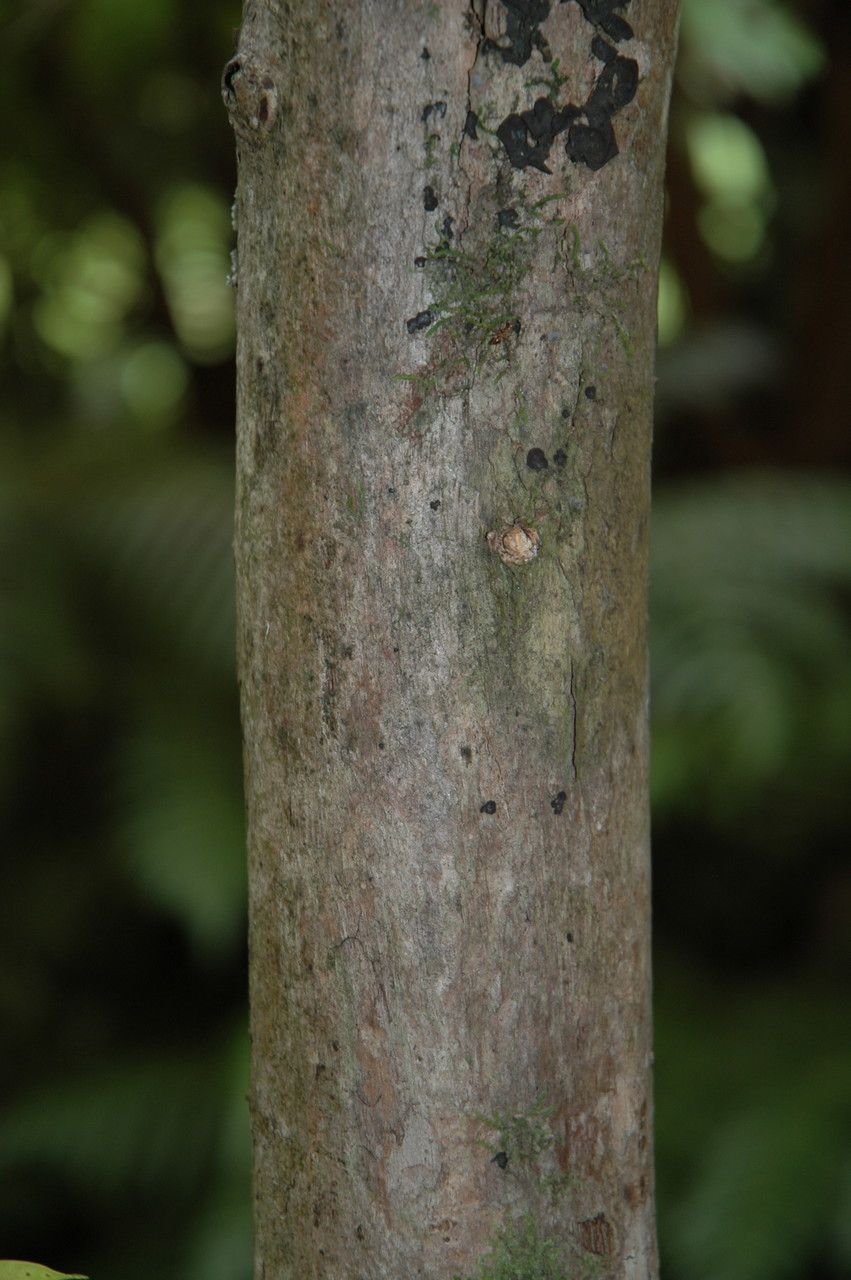 Metrosideros macropus bark