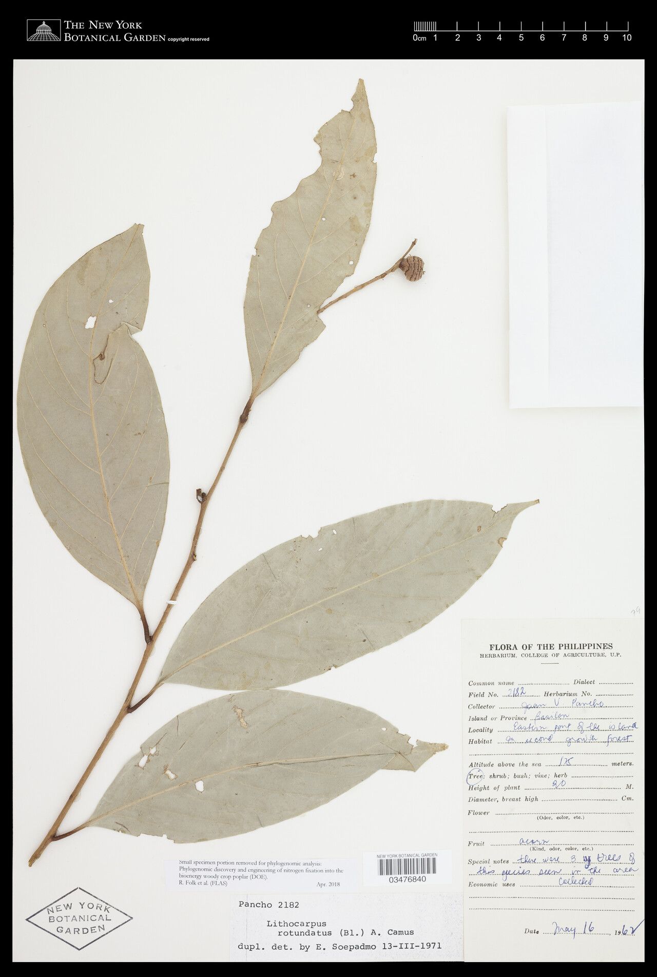 Lithocarpus rotundatus — houseplant care guide