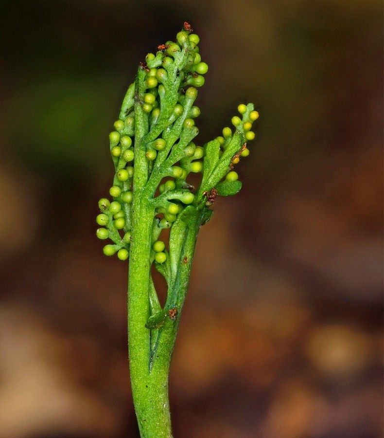 Botrychium matricariifolium flower