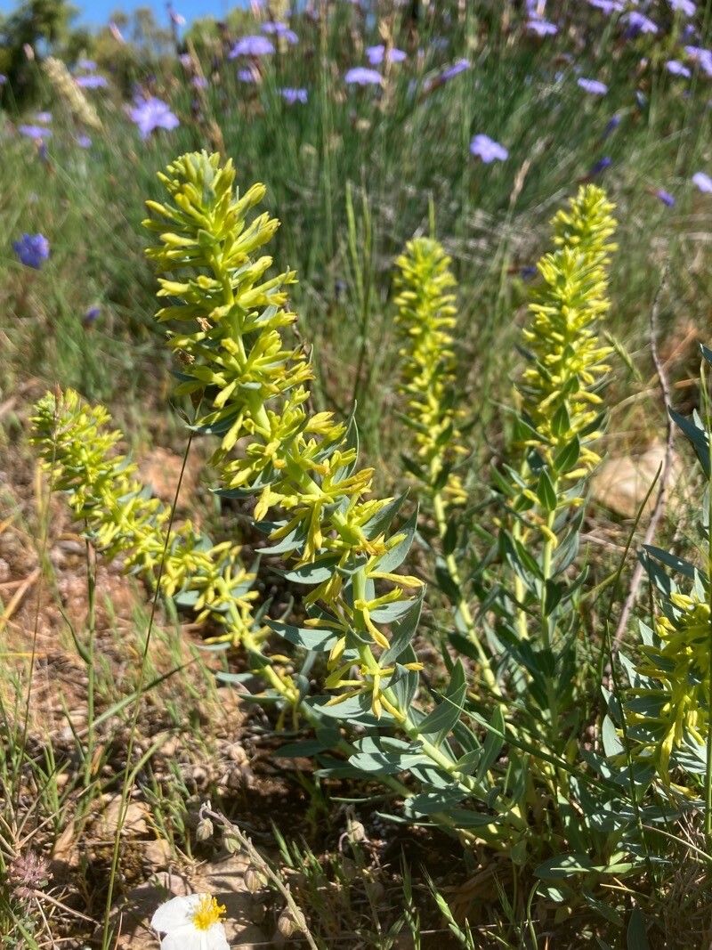 Thymelaea sanamunda leaf