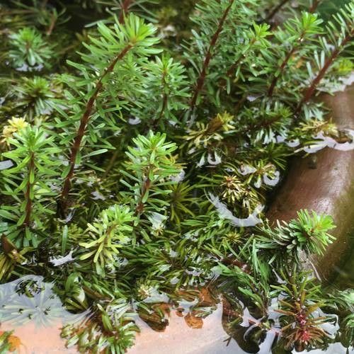 Rotala ramosior leaf