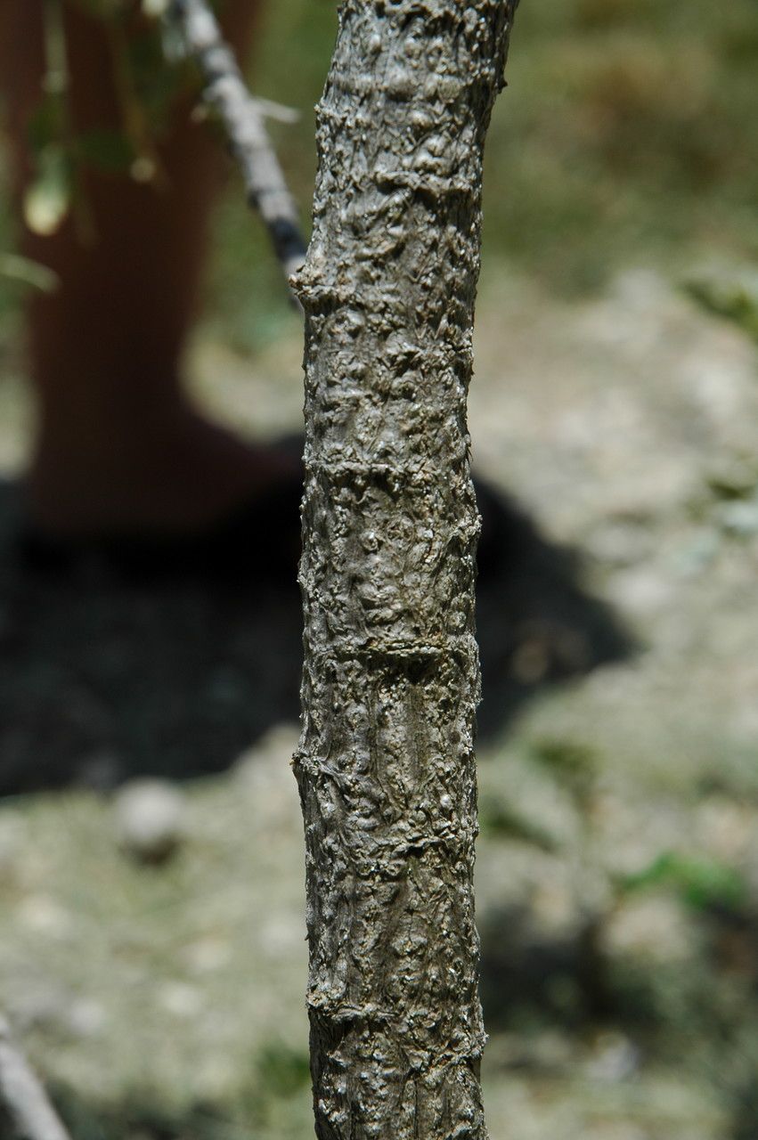 Sesbania tomentosa bark