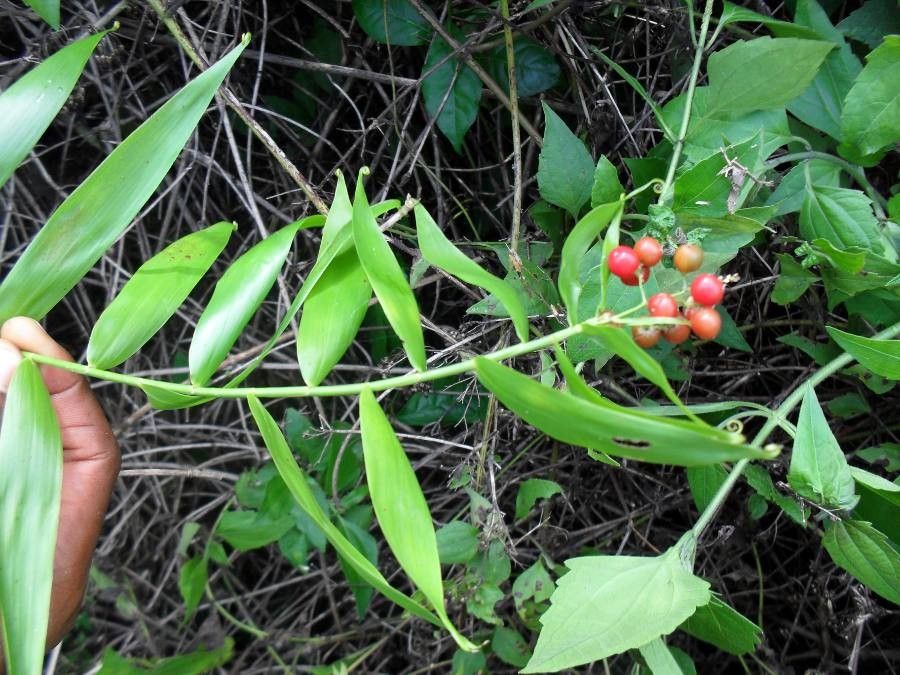 Flagellaria guineensis — search result for 'Bamboo'