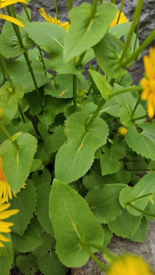 Doronicum orientale leaf