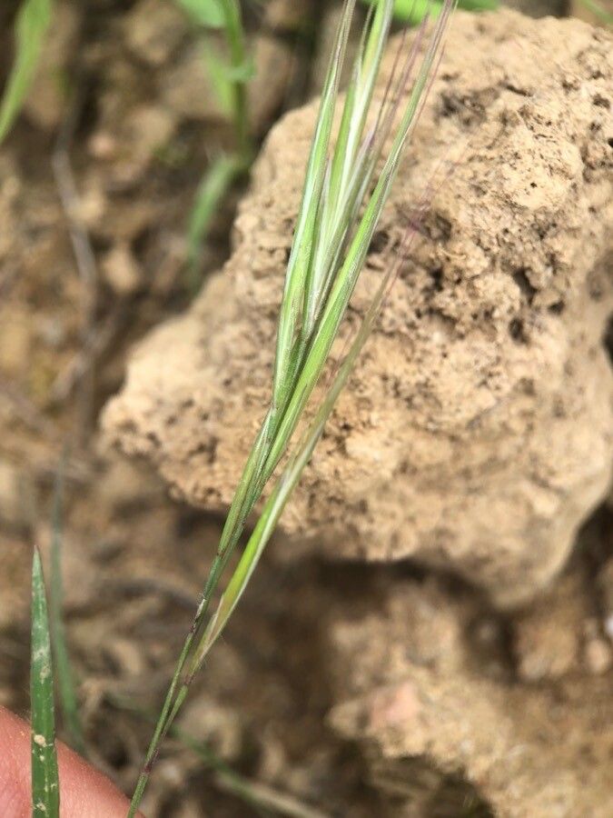 Festuca membranacea flower