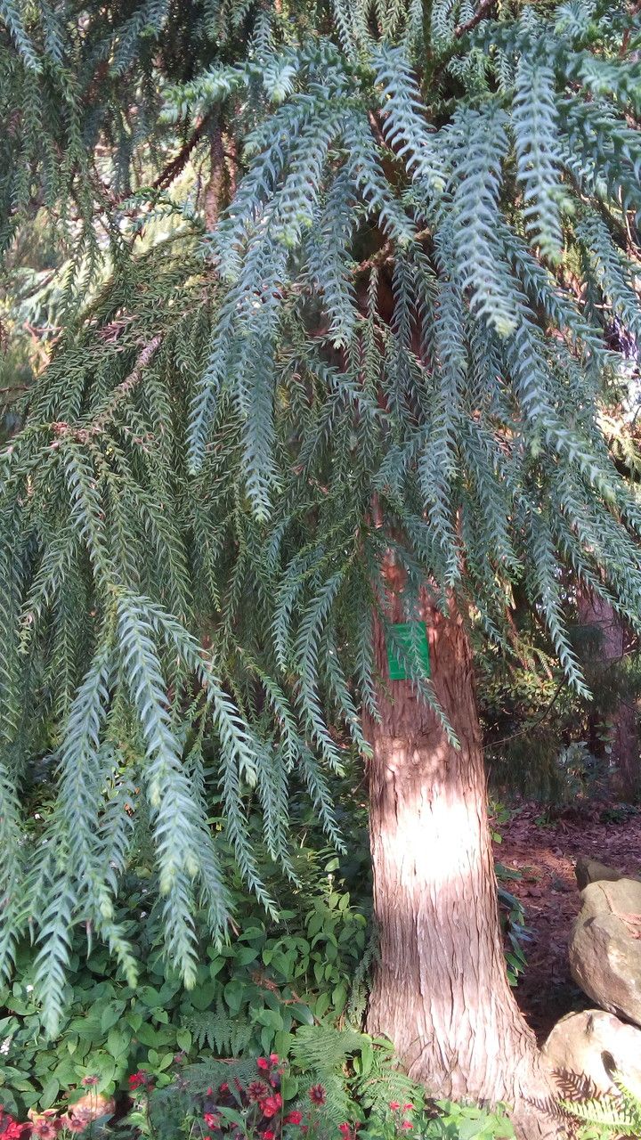 Taiwania cryptomerioides leaf
