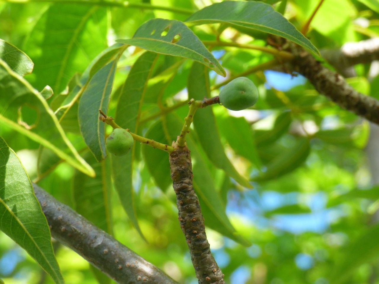 Poupartia borbonica fruit