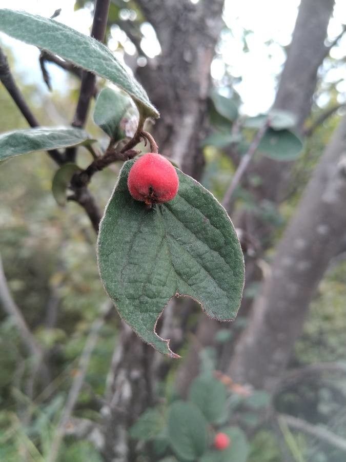 Cotoneaster pyrenaicus fruit