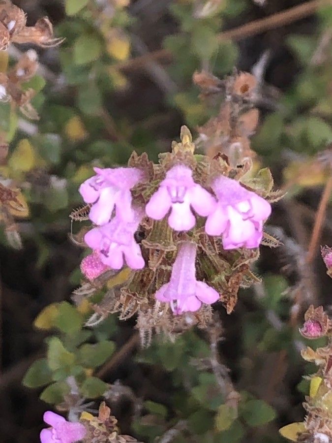 Thymus piperella flower