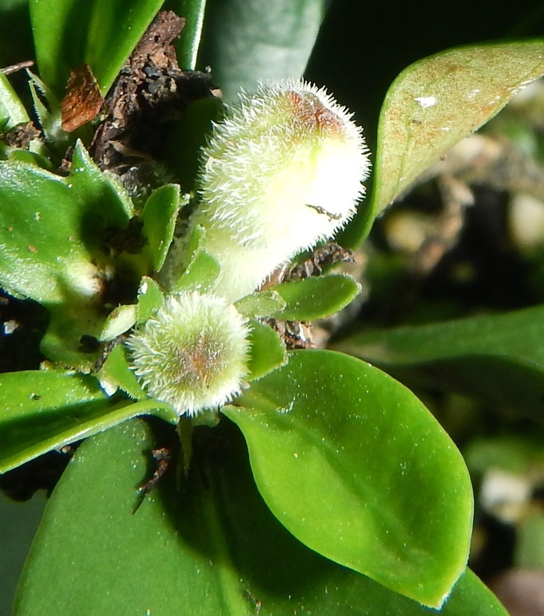 Psychotria spachiana fruit