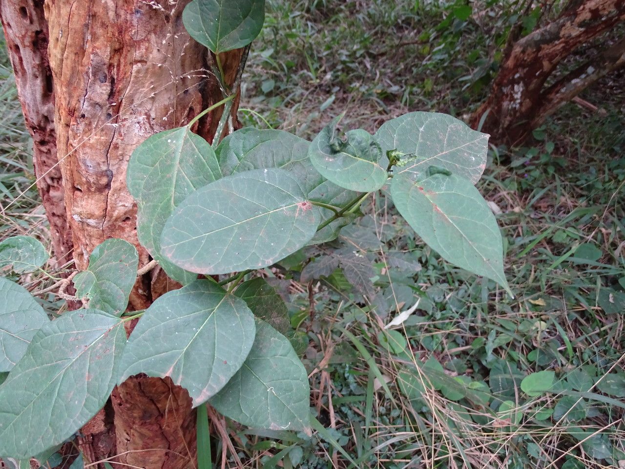 Grewia stuhlmannii leaf
