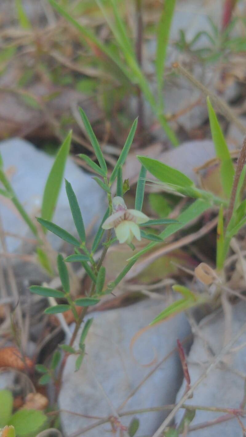 Lathyrus saxatilis flower