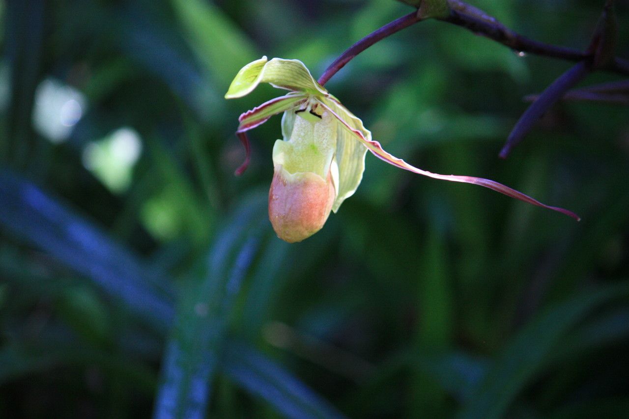 Phragmipedium longifolium flower