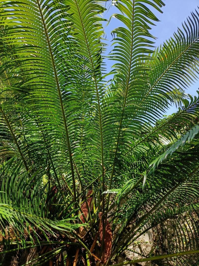 Cycas edentata leaf