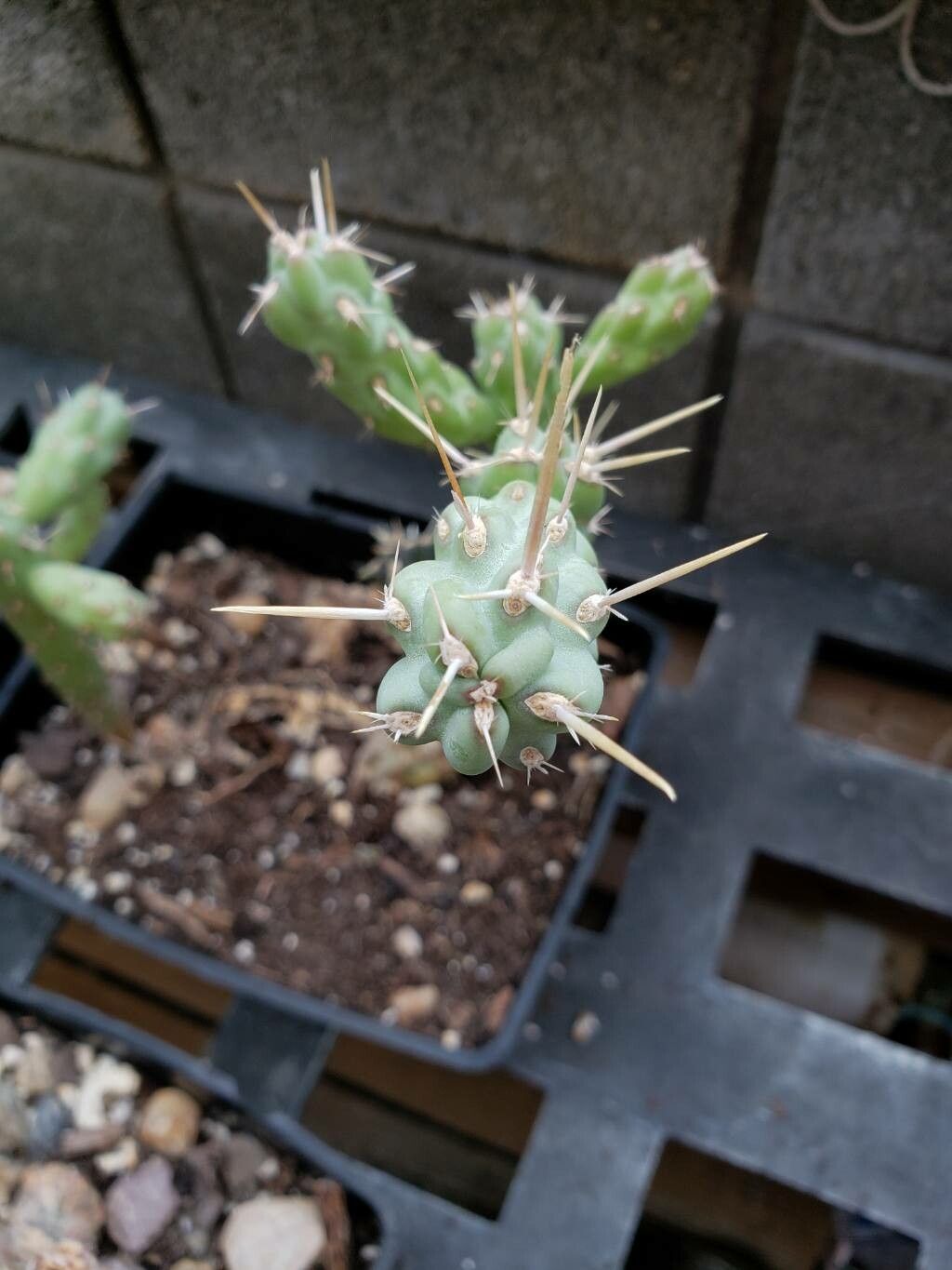 Cylindropuntia cholla — houseplant care guide