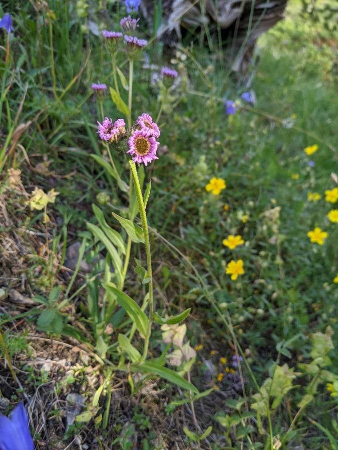 Erigeron atticus habit
