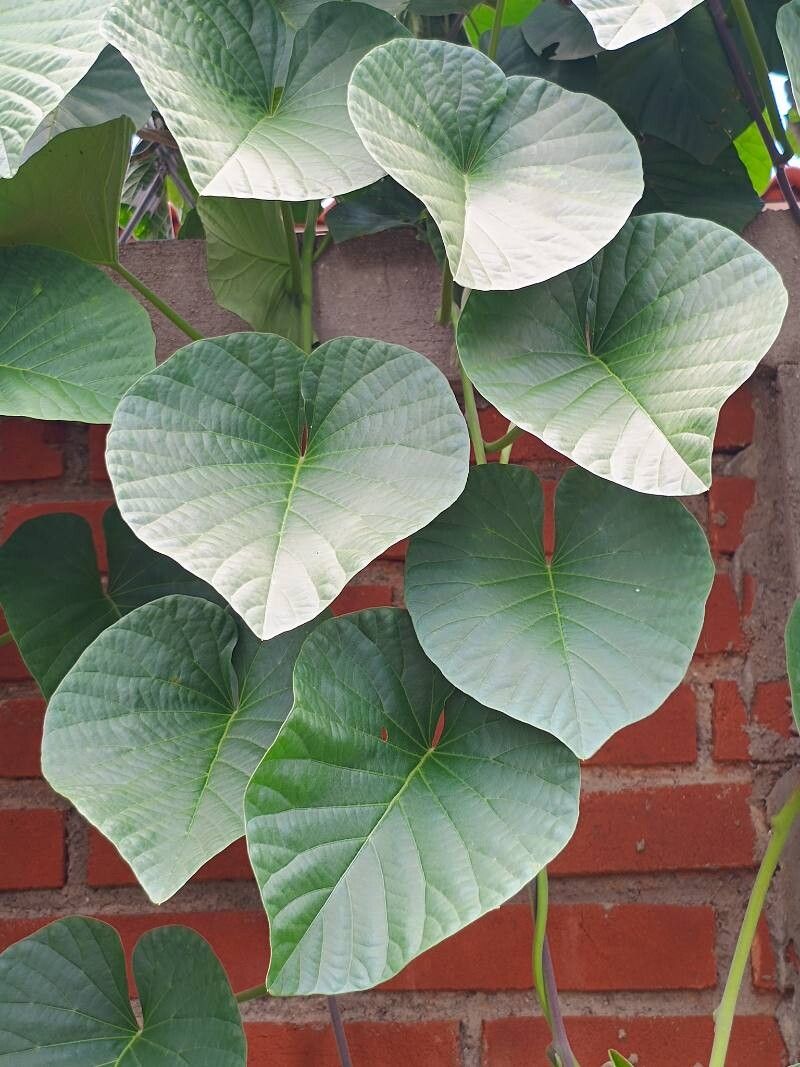 Stictocardia macalusoi — related species from the same genus